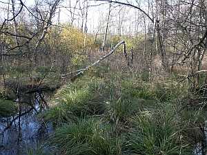 Rieseberger Moor