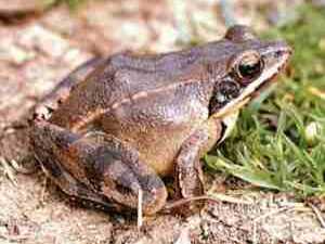 Springfrosch