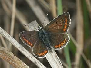 Kleiner Sonnenrschen-Bluling