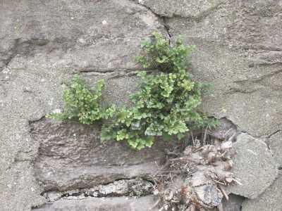 Mauerraute auf Ducksteinmauer