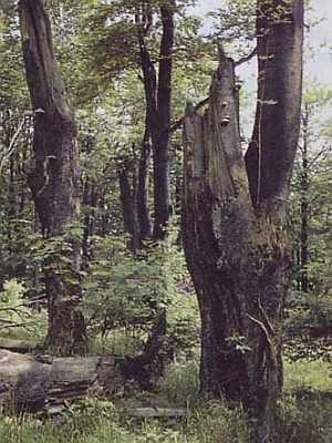 Alt- und Totholzbestand