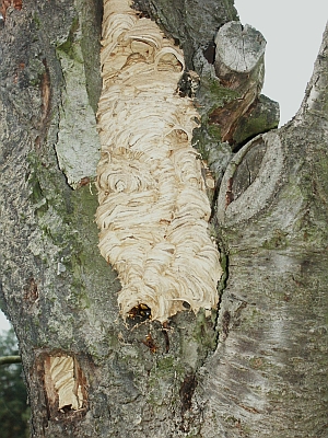 Hornissennest
