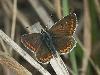Kleiner Sonnenrschen-Bluling