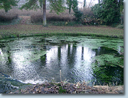Unterer Teich im Berggarten, Rest des Frlensprings?